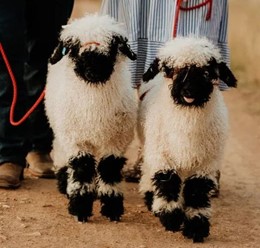 Lambs.jpg