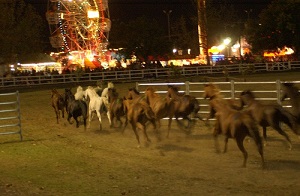 Camden Show - Agshows NSW - Your Country Show Movement